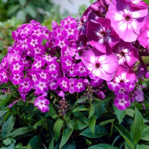Phlox paniculata 'Uspech' - Aed-leeklill 'Uspech' P9/0,55L           